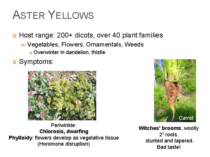 ASTER YELLOWS Host range: 200+ dicots, over 40 plant families Vegetables, Flowers, Ornamentals, Weeds