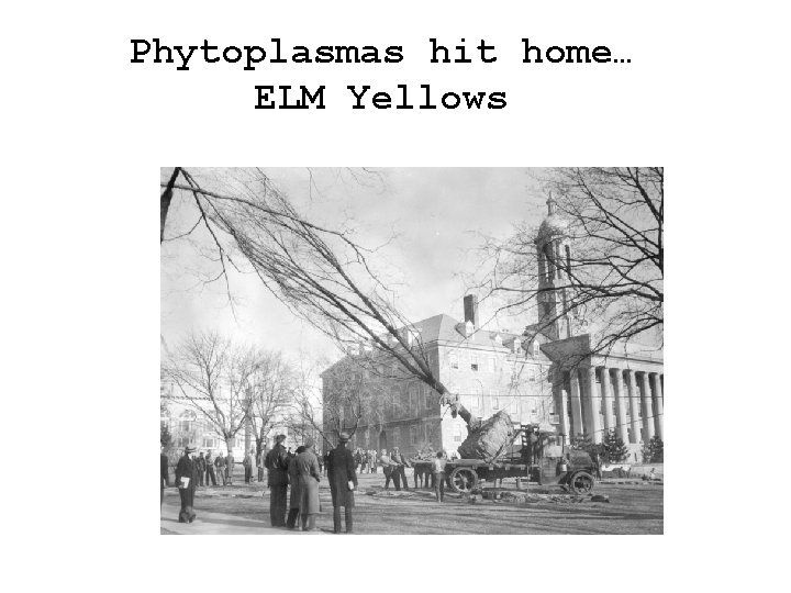 Phytoplasmas hit home… ELM Yellows 