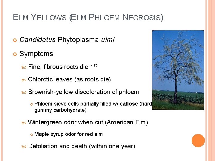 ELM YELLOWS (ELM PHLOEM NECROSIS) Candidatus Phytoplasma ulmi Symptoms: Fine, fibrous roots die 1