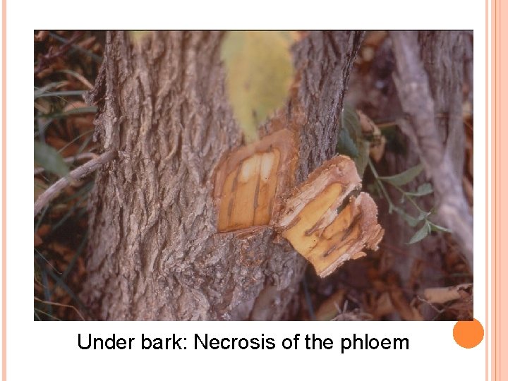 Under bark: Necrosis of the phloem 