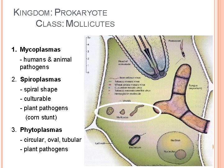 KINGDOM: PROKARYOTE CLASS: MOLLICUTES 1. Mycoplasmas - humans & animal pathogens 2. Spiroplasmas -