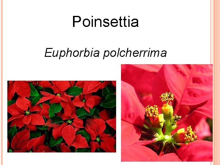 Poinsettia Euphorbia polcherrima 