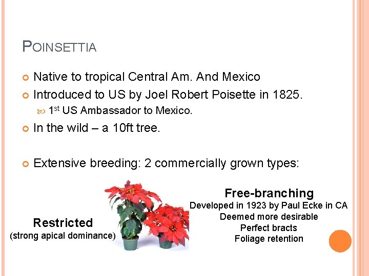 POINSETTIA Native to tropical Central Am. And Mexico Introduced to US by Joel Robert