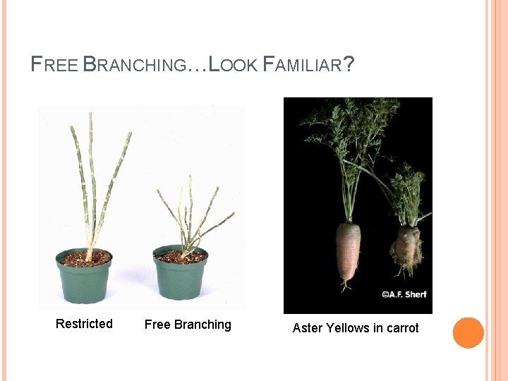 FREE BRANCHING…LOOK FAMILIAR? Restricted Free Branching Aster Yellows in carrot 