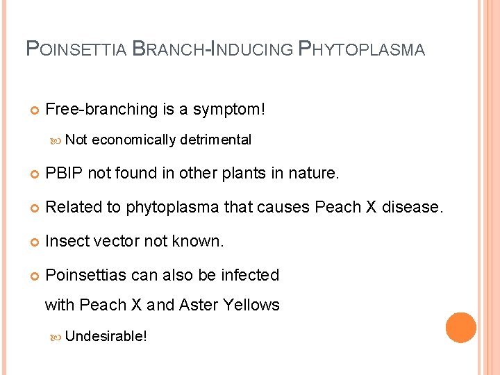 POINSETTIA BRANCH-INDUCING PHYTOPLASMA Free-branching is a symptom! Not economically detrimental PBIP not found in