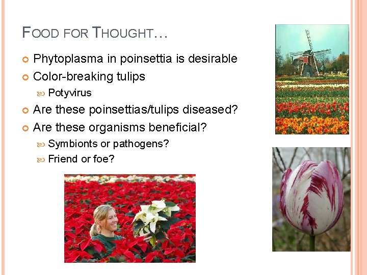 FOOD FOR THOUGHT… Phytoplasma in poinsettia is desirable Color-breaking tulips Potyvirus Are these poinsettias/tulips