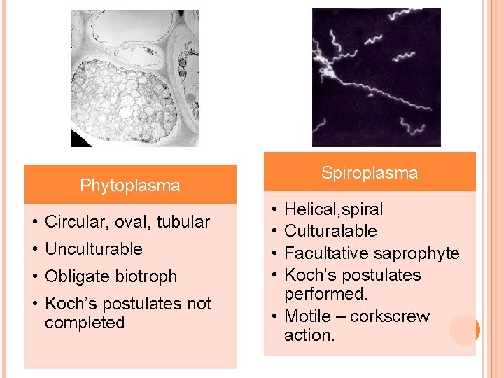 Spiroplasma Phytoplasma • Circular, oval, tubular • Unculturable • Obligate biotroph • Koch’s postulates