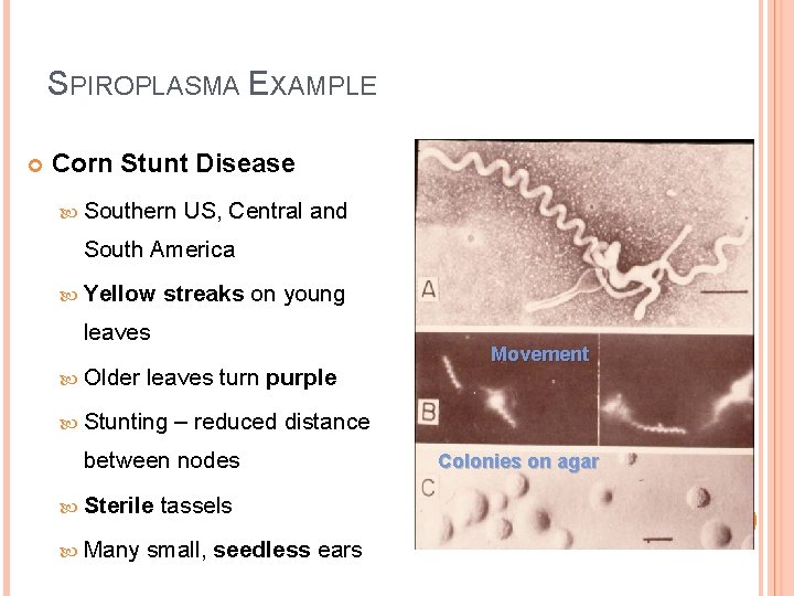SPIROPLASMA EXAMPLE Corn Stunt Disease Southern US, Central and South America Yellow streaks on