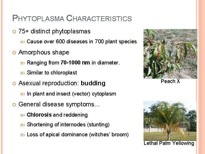 PHYTOPLASMA CHARACTERISTICS 75+ distinct phytoplasmas Amorphous shape Ranging from 70 -1000 nm in diameter.