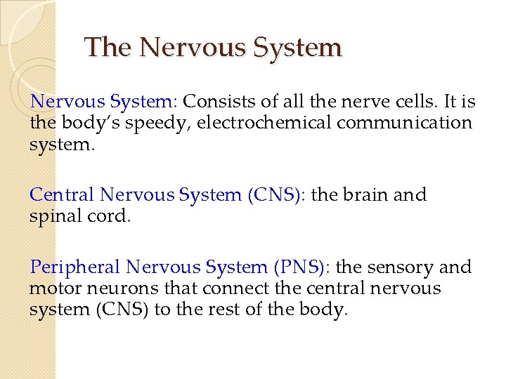 The Nervous System: Consists of all the nerve cells. It is the body’s speedy, The Nervous System: Consists of all the nerve cells. It is the body’s speedy,