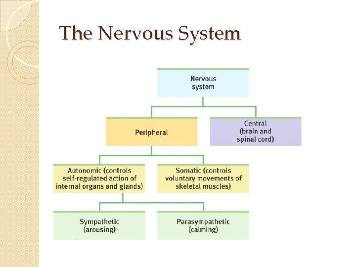 The Nervous System The Nervous System