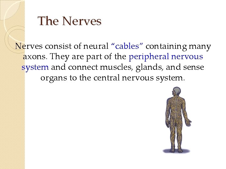 The Nerves consist of neural “cables” containing many axons. They are part of the The Nerves consist of neural “cables” containing many axons. They are part of the