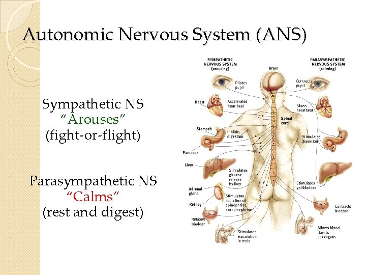 Autonomic Nervous System (ANS) Sympathetic NS “Arouses” (fight-or-flight) Parasympathetic NS “Calms” (rest and digest) Autonomic Nervous System (ANS) Sympathetic NS “Arouses” (fight-or-flight) Parasympathetic NS “Calms” (rest and digest)
