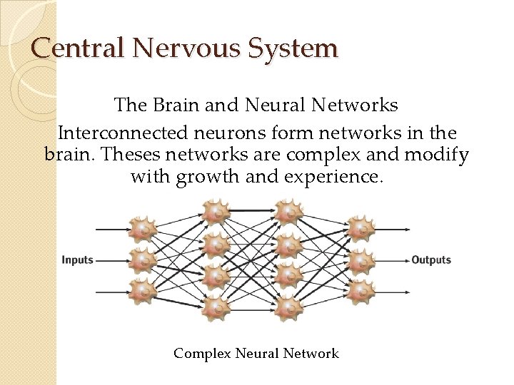 Central Nervous System The Brain and Neural Networks Interconnected neurons form networks in the Central Nervous System The Brain and Neural Networks Interconnected neurons form networks in the