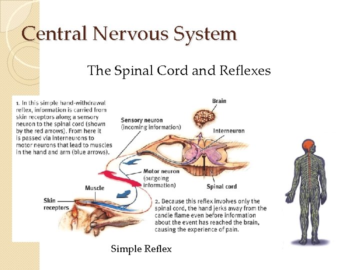 Central Nervous System The Spinal Cord and Reflexes Simple Reflex Central Nervous System The Spinal Cord and Reflexes Simple Reflex