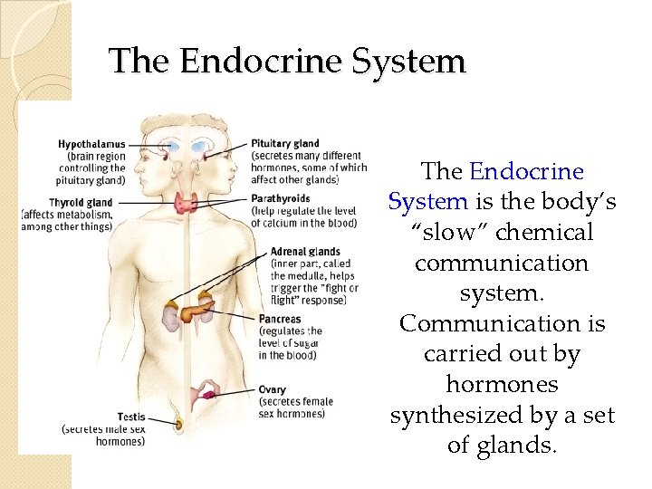 The Endocrine System is the body’s “slow” chemical communication system. Communication is carried out The Endocrine System is the body’s “slow” chemical communication system. Communication is carried out