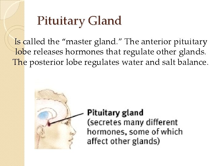 Pituitary Gland Is called the “master gland. ” The anterior pituitary lobe releases hormones Pituitary Gland Is called the “master gland. ” The anterior pituitary lobe releases hormones