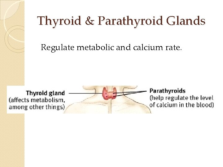 Thyroid & Parathyroid Glands Regulate metabolic and calcium rate. Thyroid & Parathyroid Glands Regulate metabolic and calcium rate.