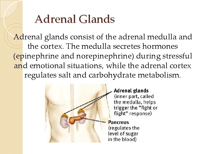 Adrenal Glands Adrenal glands consist of the adrenal medulla and the cortex. The medulla Adrenal Glands Adrenal glands consist of the adrenal medulla and the cortex. The medulla