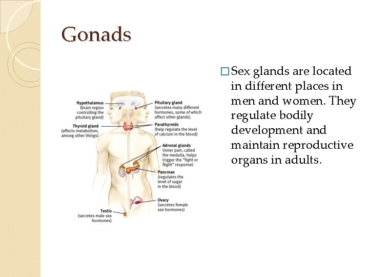 Gonads � Sex glands are located in different places in men and women. They Gonads � Sex glands are located in different places in men and women. They