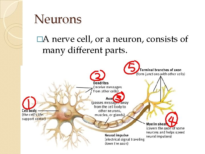 Neurons �A nerve cell, or a neuron, consists of many different parts. Neurons �A nerve cell, or a neuron, consists of many different parts.
