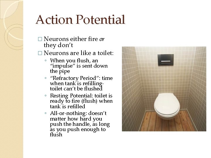 Action Potential � Neurons either fire or they don’t � Neurons are like a Action Potential � Neurons either fire or they don’t � Neurons are like a