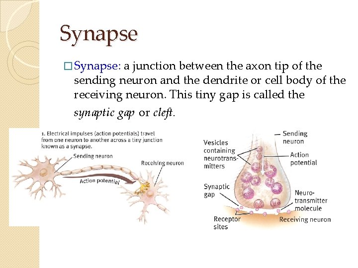 Synapse � Synapse: a junction between the axon tip of the sending neuron and Synapse � Synapse: a junction between the axon tip of the sending neuron and