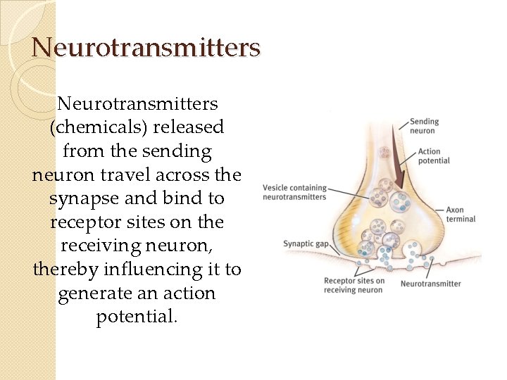 Neurotransmitters (chemicals) released from the sending neuron travel across the synapse and bind to Neurotransmitters (chemicals) released from the sending neuron travel across the synapse and bind to