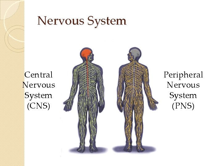 Nervous System Central Nervous System (CNS) Peripheral Nervous System (PNS) Nervous System Central Nervous System (CNS) Peripheral Nervous System (PNS)