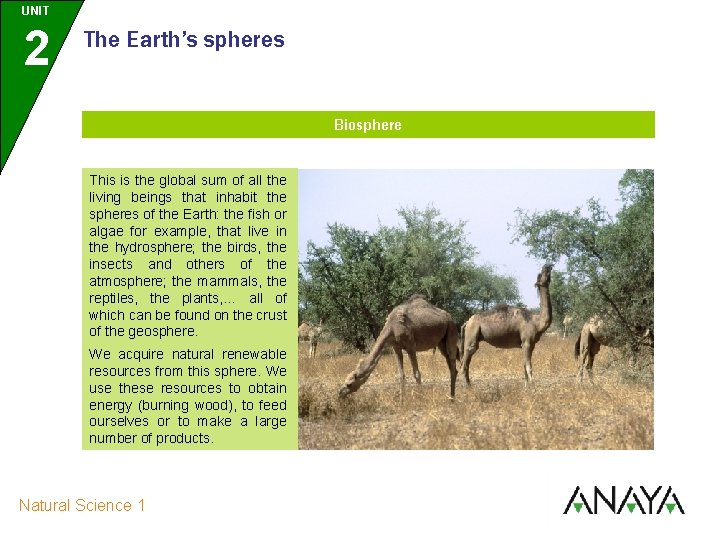 UNIT 2 The Earth’s spheres Biosphere This is the global sum of all the