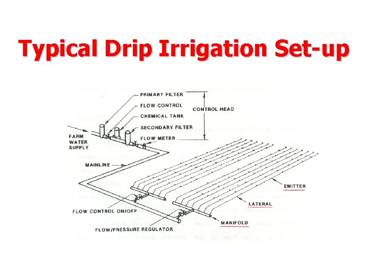 Typical Drip Irrigation Set-up 