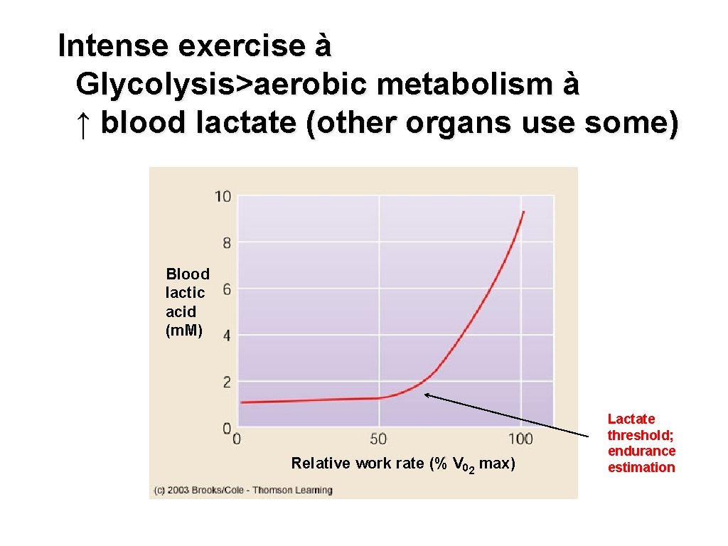 Intense exercise à Glycolysis>aerobic metabolism à ↑ blood lactate (other organs use some) Blood