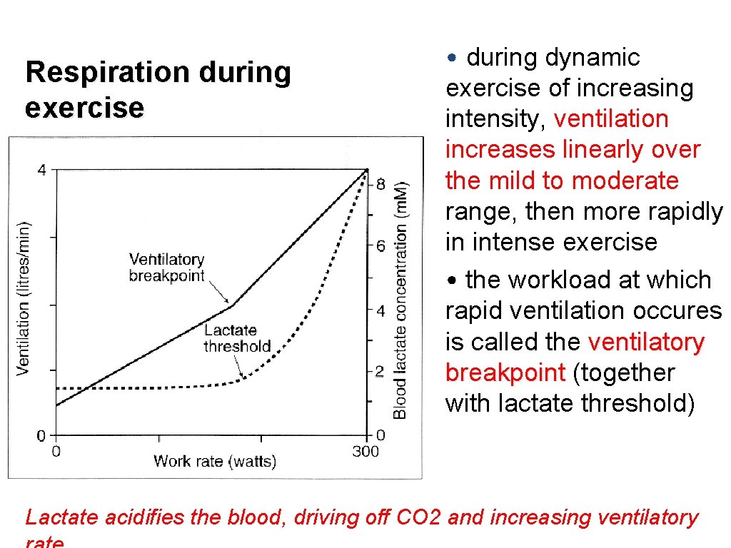 Respiration during exercise • during dynamic exercise of increasing intensity, ventilation increases linearly over