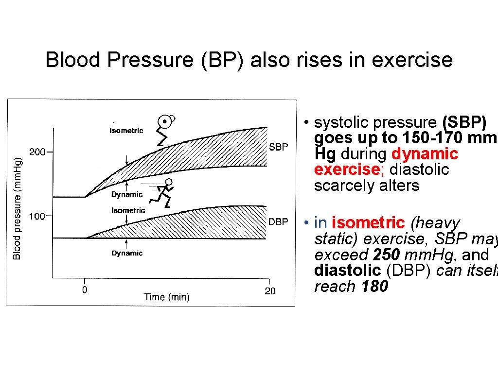 Blood Pressure (BP) also rises in exercise • systolic pressure (SBP) goes up to