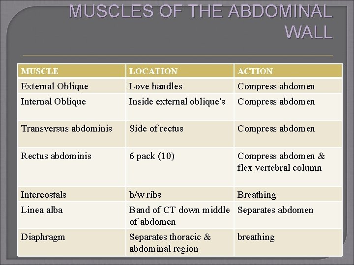 MUSCLES OF THE ABDOMINAL WALL MUSCLE LOCATION ACTION External Oblique Love handles Compress abdomen