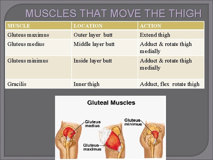 MUSCLES THAT MOVE THIGH MUSCLE LOCATION ACTION Gluteus maximus Outer layer butt Extend thigh