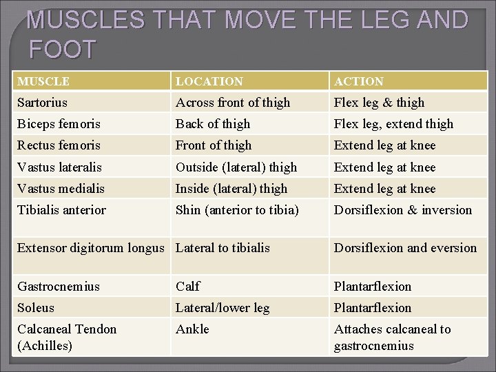 MUSCLES THAT MOVE THE LEG AND FOOT MUSCLE LOCATION ACTION Sartorius Across front of