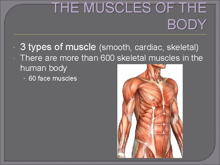 THE MUSCLES OF THE BODY 3 types of muscle (smooth, cardiac, skeletal) There are