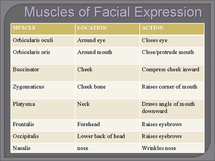 Muscles of Facial Expression MUSCLE LOCATION ACTION Orbicularis oculi Around eye Closes eye Orbicularis