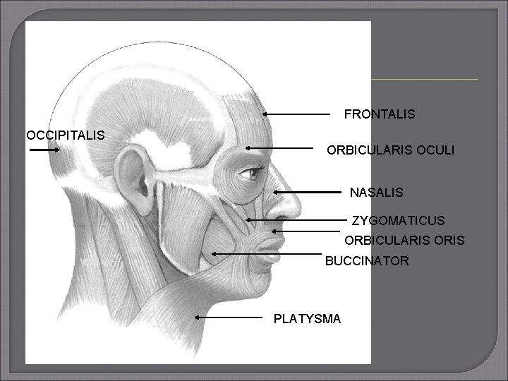 FRONTALIS OCCIPITALIS ORBICULARIS OCULI NASALIS ZYGOMATICUS ORBICULARIS ORIS BUCCINATOR PLATYSMA 