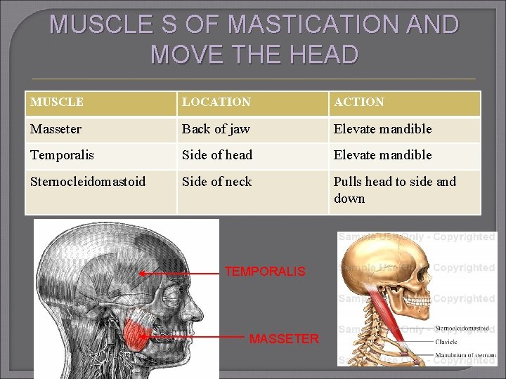 MUSCLE S OF MASTICATION AND MOVE THE HEAD MUSCLE LOCATION ACTION Masseter Back of