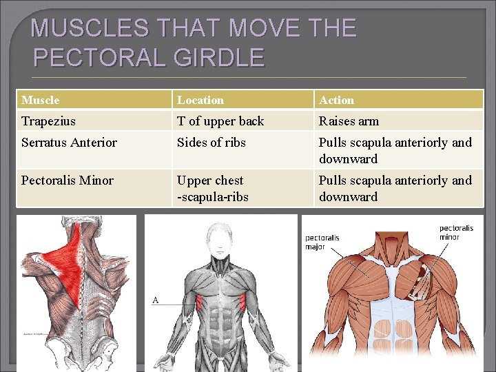 MUSCLES THAT MOVE THE PECTORAL GIRDLE Muscle Location Action Trapezius T of upper back