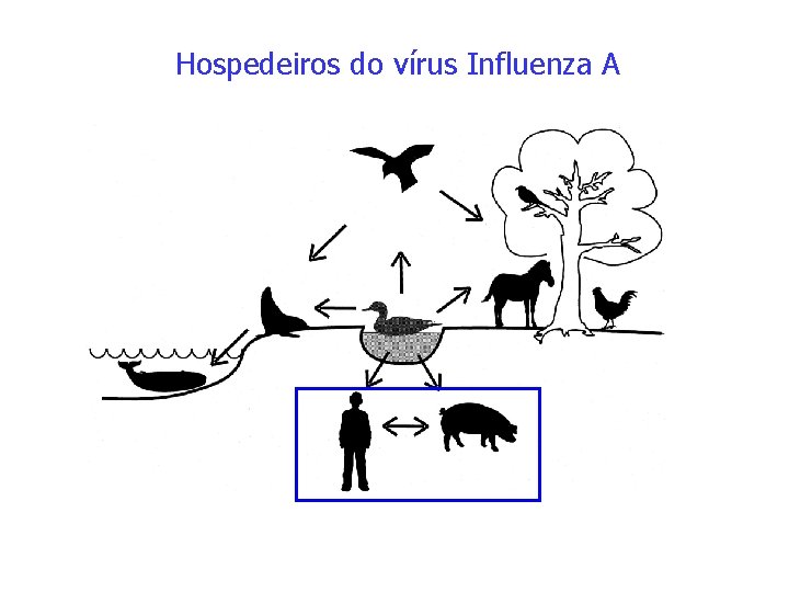 Hospedeiros do vírus Influenza A 