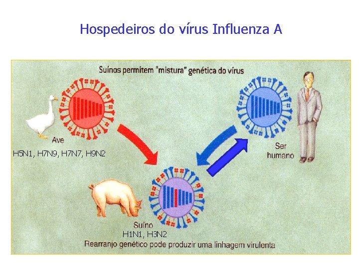 Hospedeiros do vírus Influenza A H 5 N 1, H 7 N 9, H