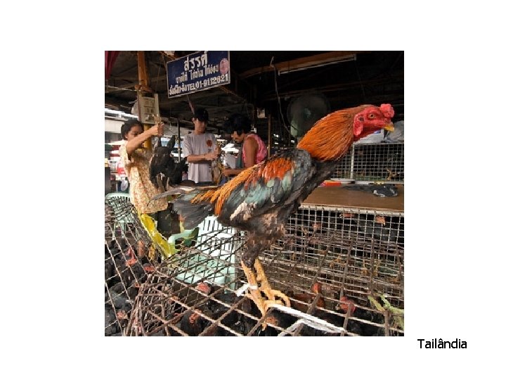 Tailândia 