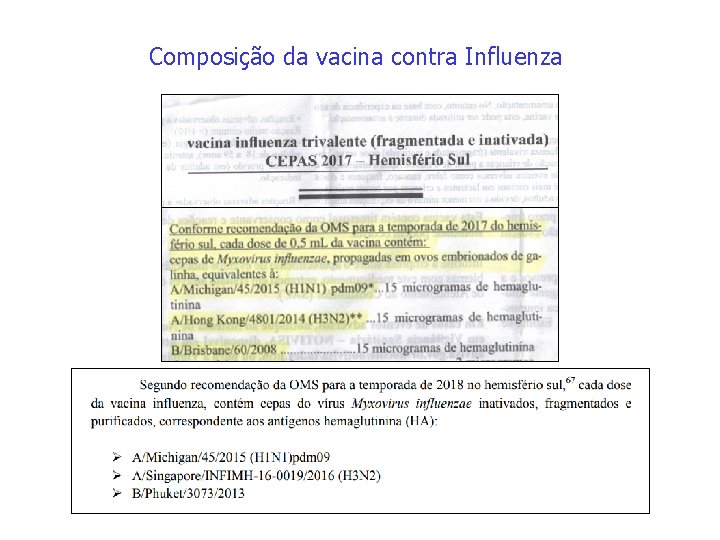 Composição da vacina contra Influenza 