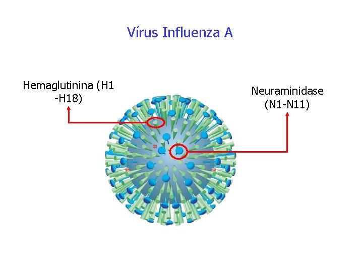 Vírus Influenza A Hemaglutinina (H 1 -H 18) Neuraminidase (N 1 -N 11) 