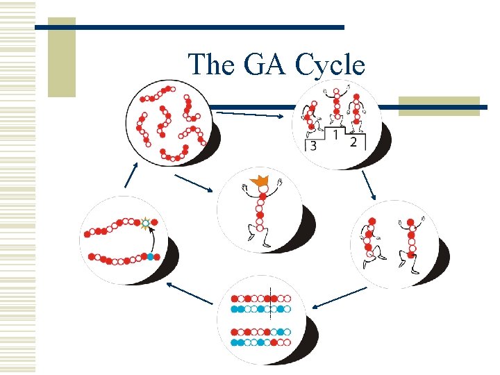 The GA Cycle 