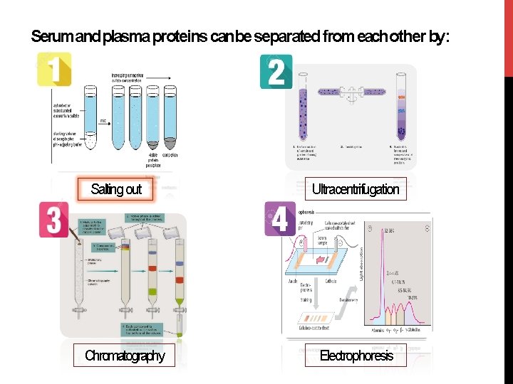 Serumand plasma proteins canbe separated from eachother by: Salting out Chromatography Ultracentrifugation Electrophoresis 