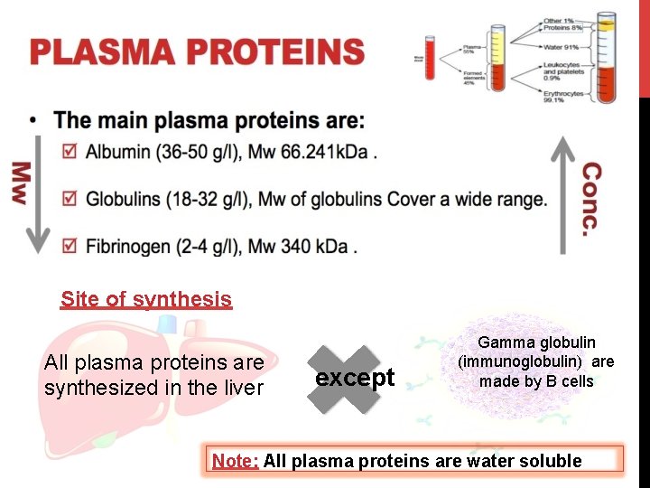 Site of synthesis All plasma proteins are synthesized in the liver except Gamma globulin